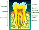 Zahnaufbau